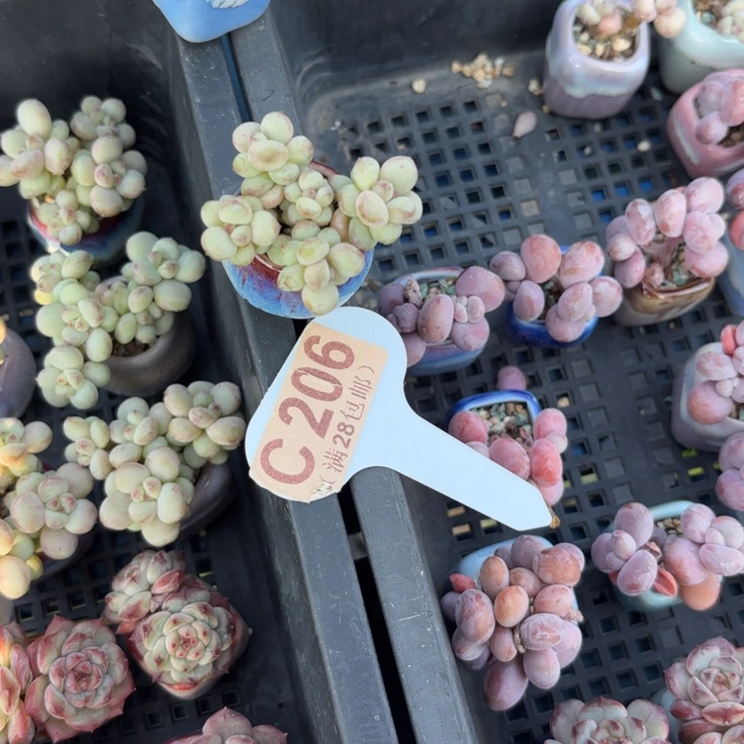 C206阳光玫瑰一物一拍