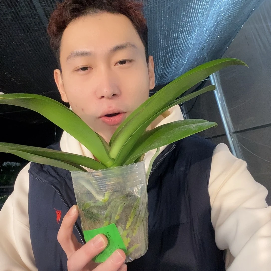 无花朵粉曼双剑蝴蝶兰