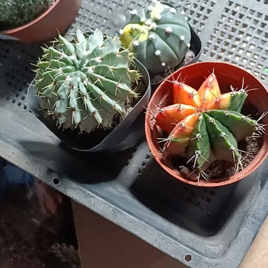 花一世界的迷人眼