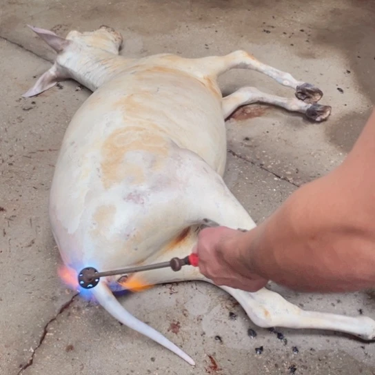 【闪购商品】冷冻30天包装河北省