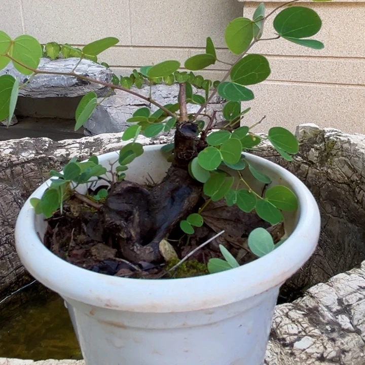 肚***生无花朵羊蹄甲金丝红木