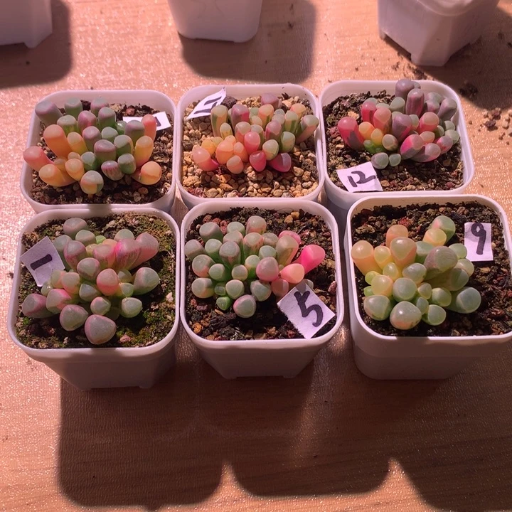 大部分花苞少量开放M****w