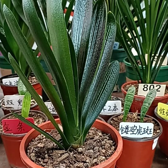 岩***磊完全开放吉11本150瑕疵福利