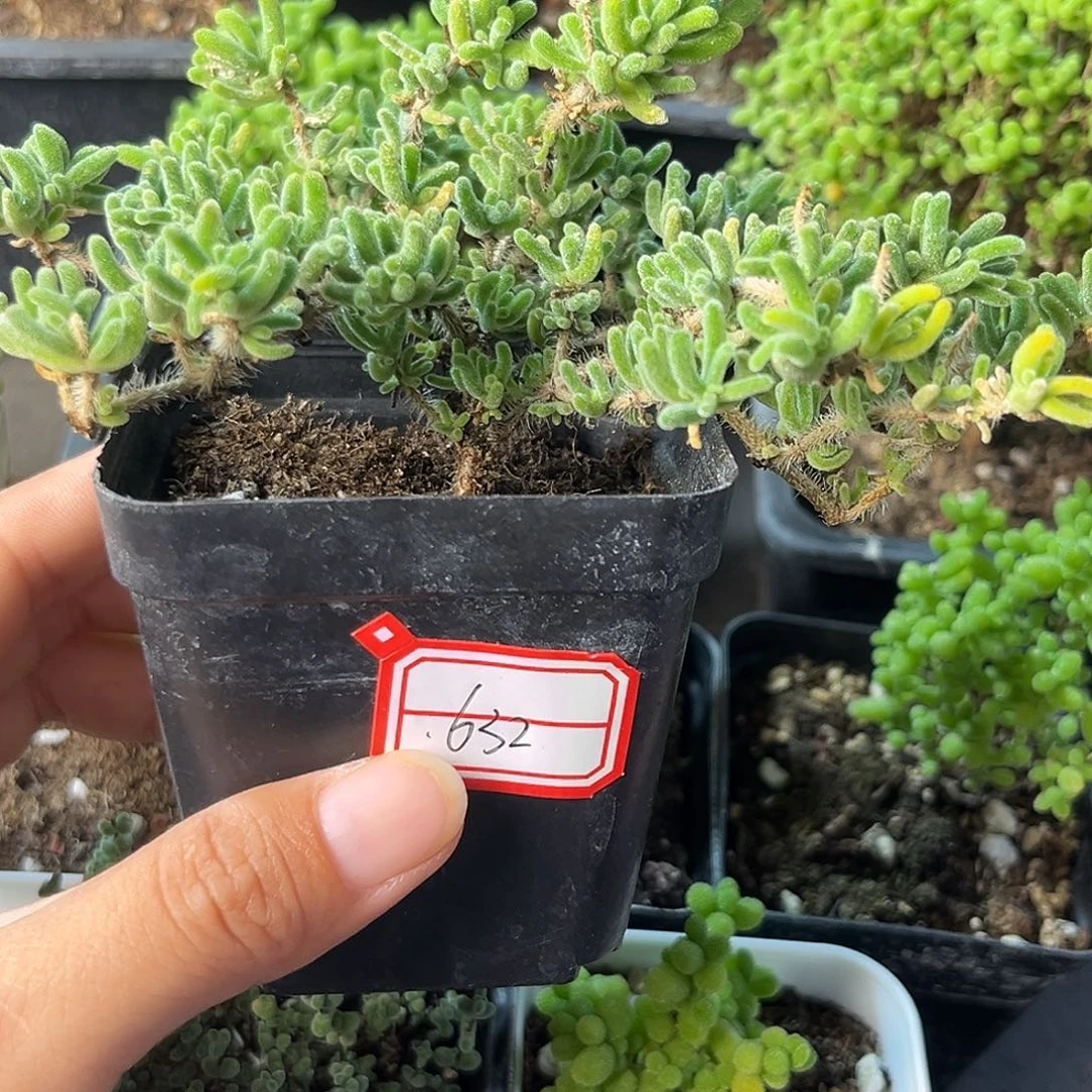 632荧光兔。
