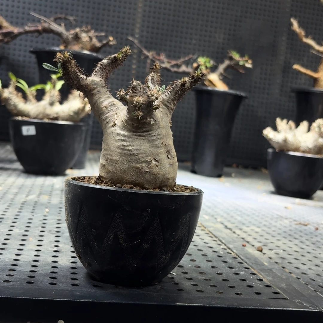 象牙宫2699999999699999