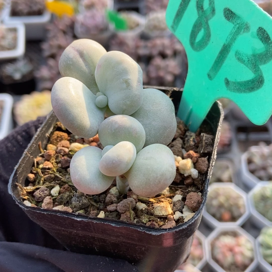 1873油煎多肉植物