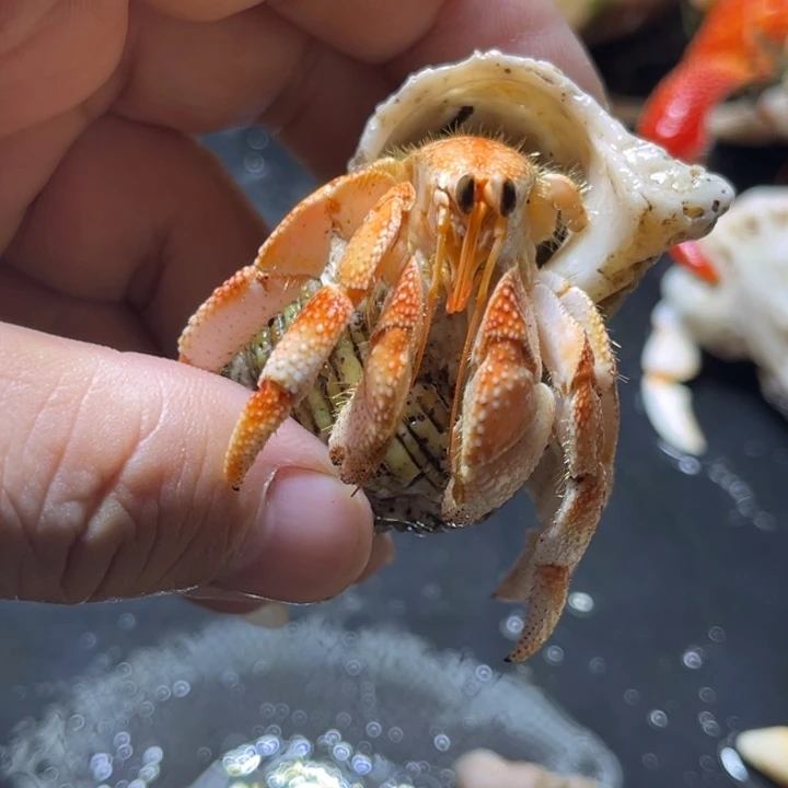 闪1号毛球2.2口径