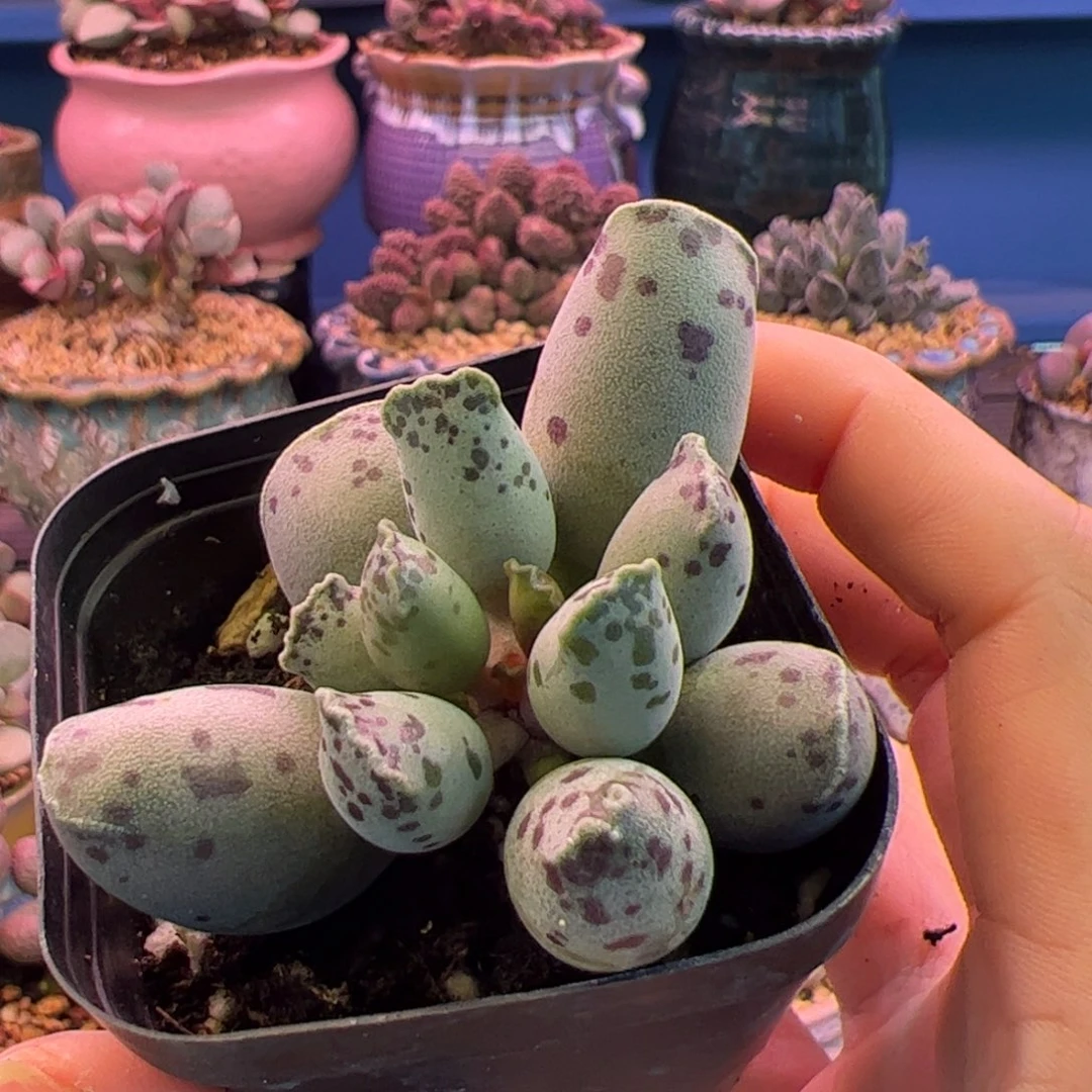 K***.我们的生活方式是