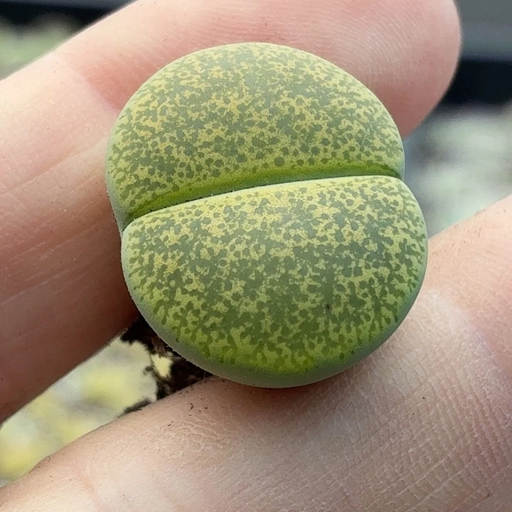 890c141尺寸2.1绿真理玉