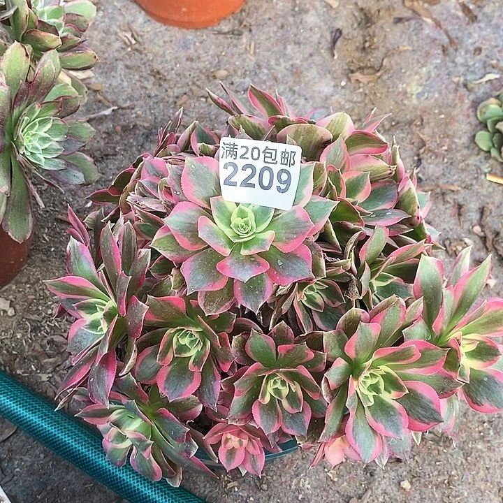 2209 一颗妖月法师