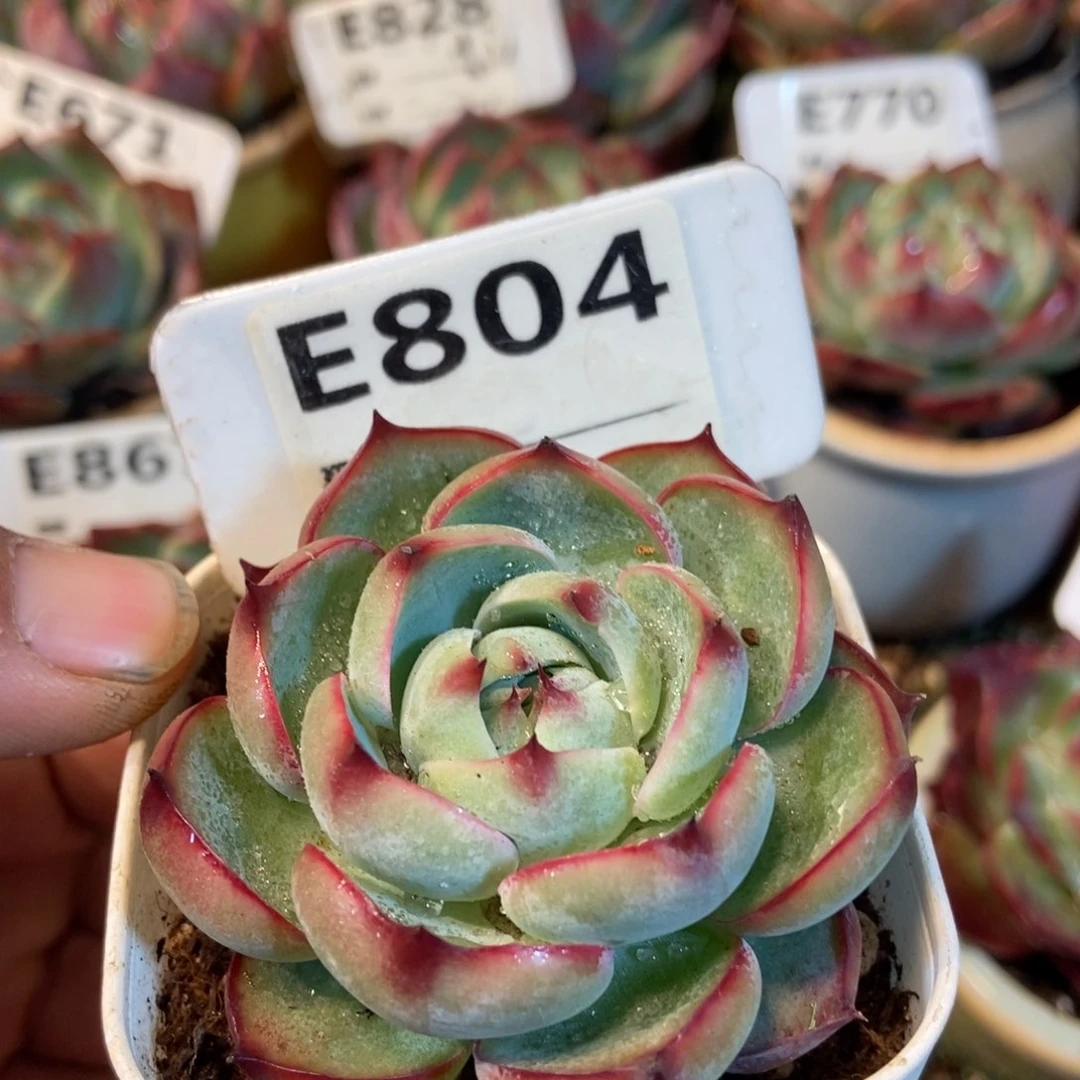 惊鸿一瞥804号楼多肉