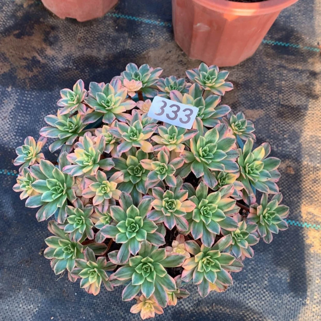 【闪购商品】333甜茶