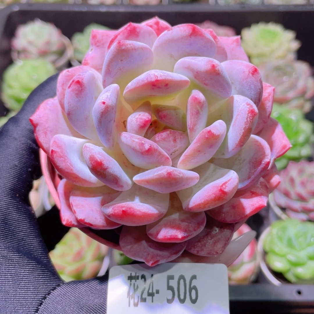 花利美24-506橙梦露