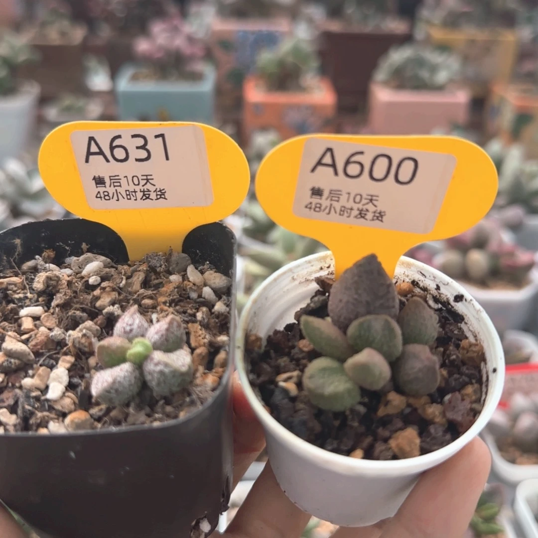 音****福利。  631。 600。