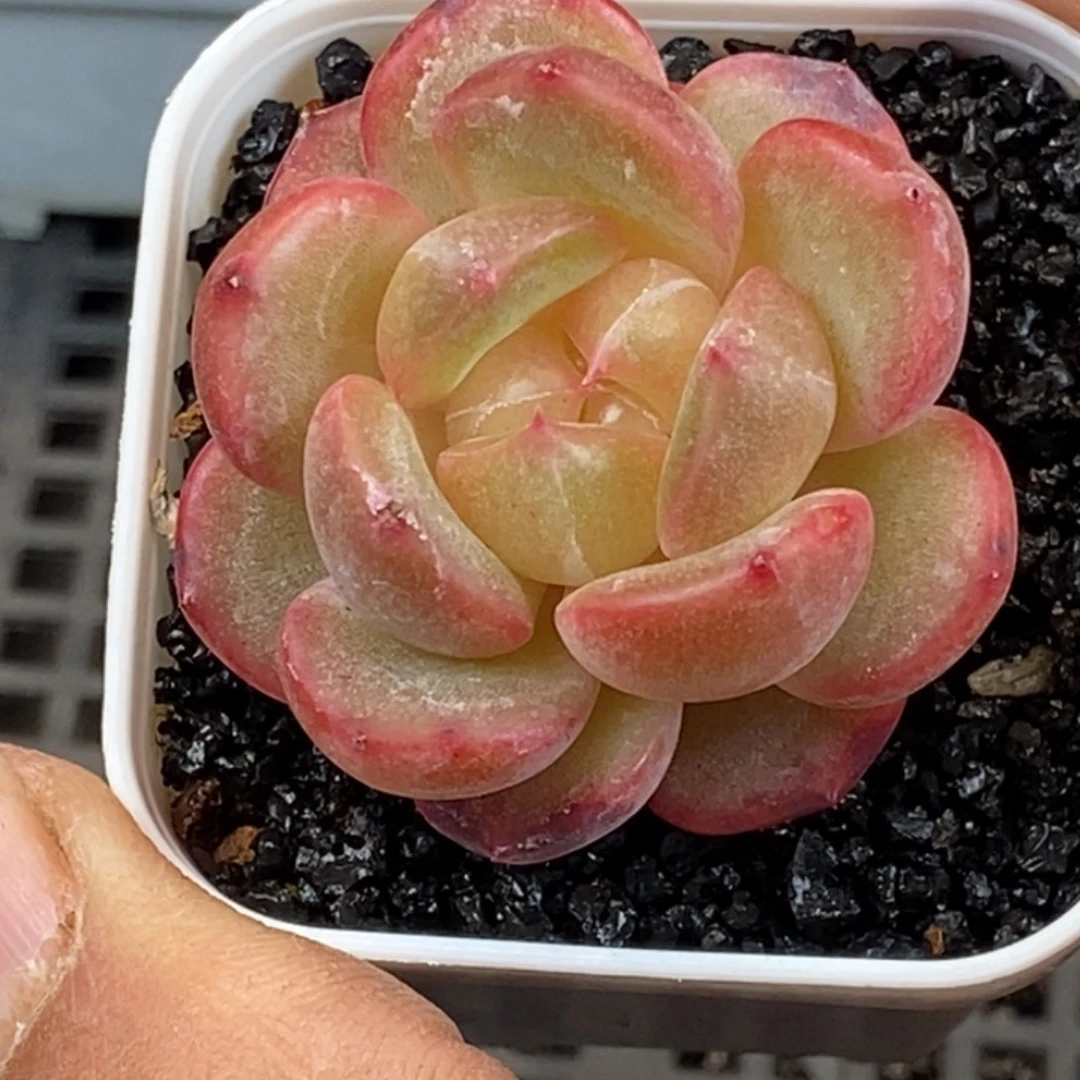 天官赐福百无禁忌