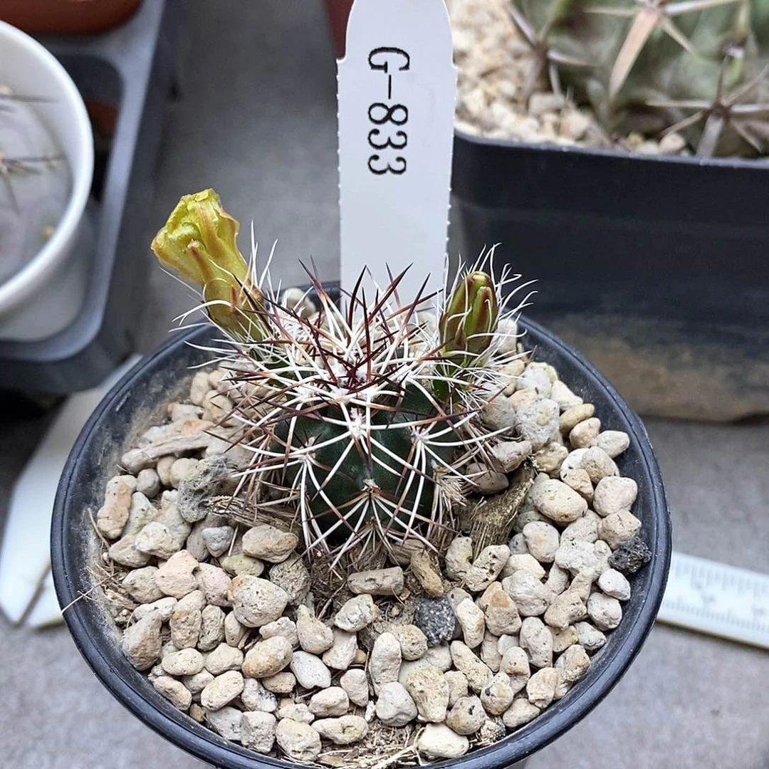 G833花油专拍仙人球开花
