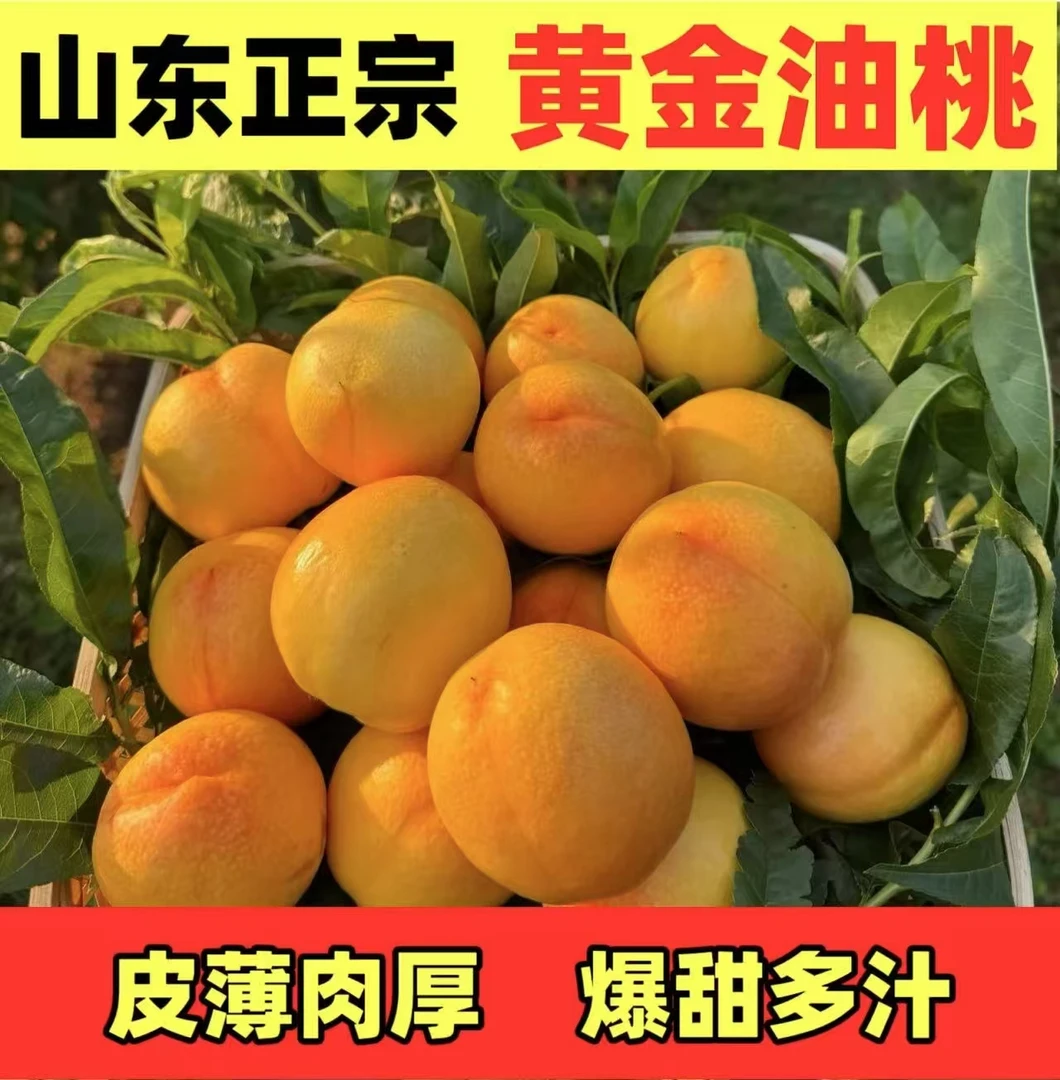山东蒙阴彩虹油桃新鲜应季皮薄甜嫩多汁水果