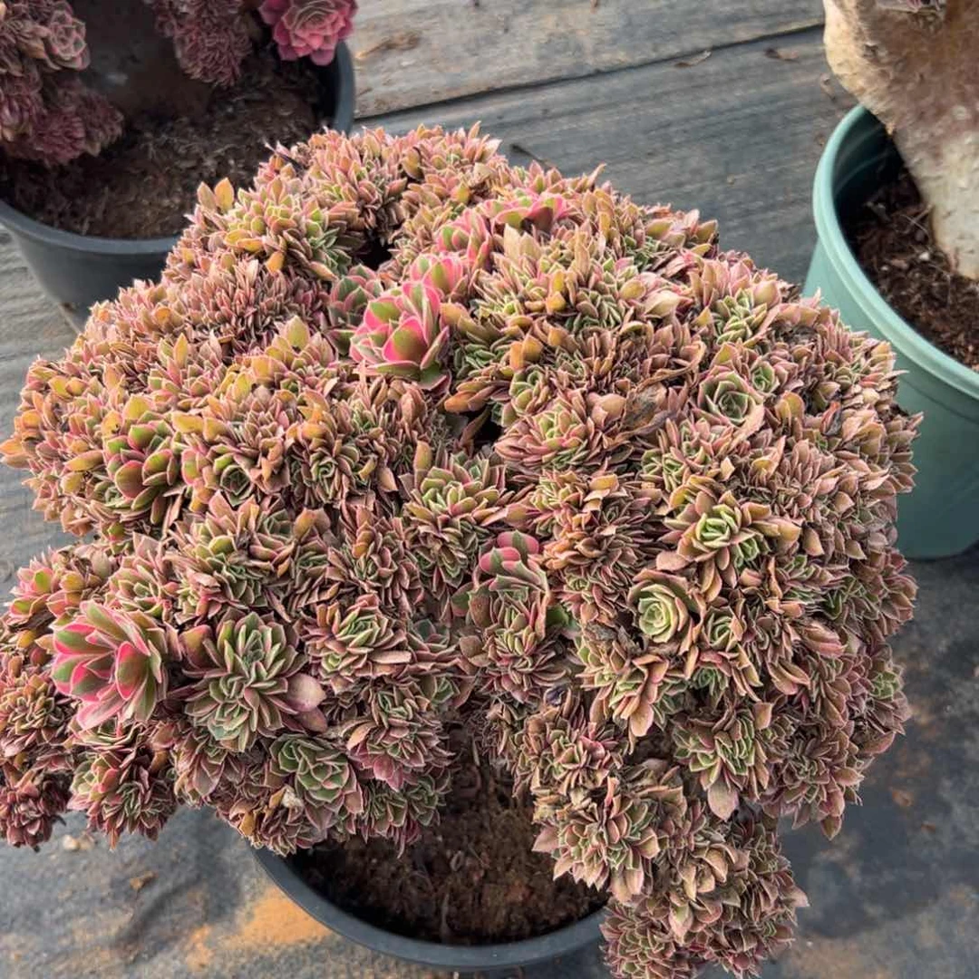 女神肥朵朵缀化老桩微瑕