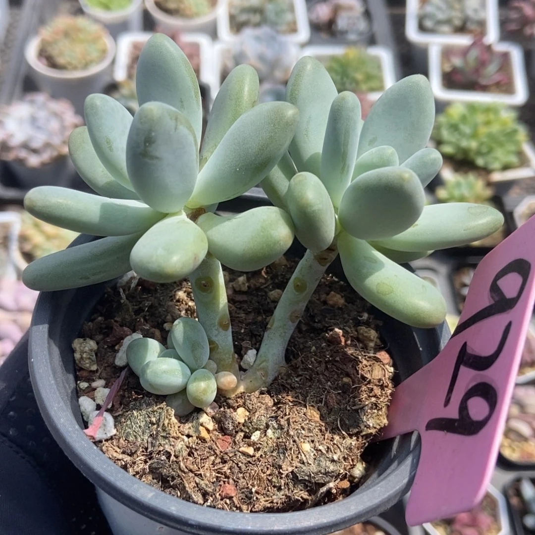 929企鹅多肉植物保护