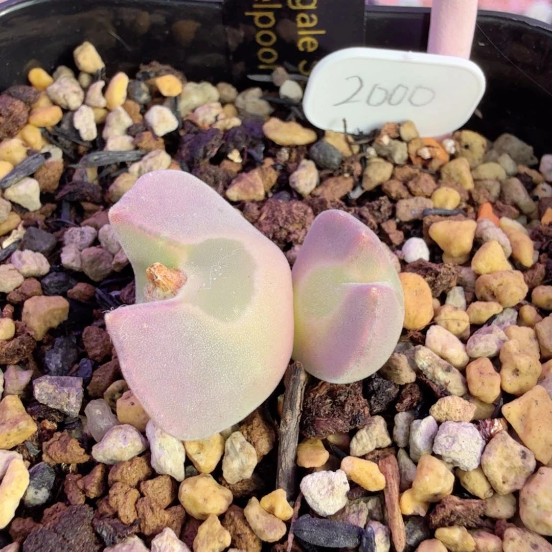 MY 种源大眼睛 12-29-L18