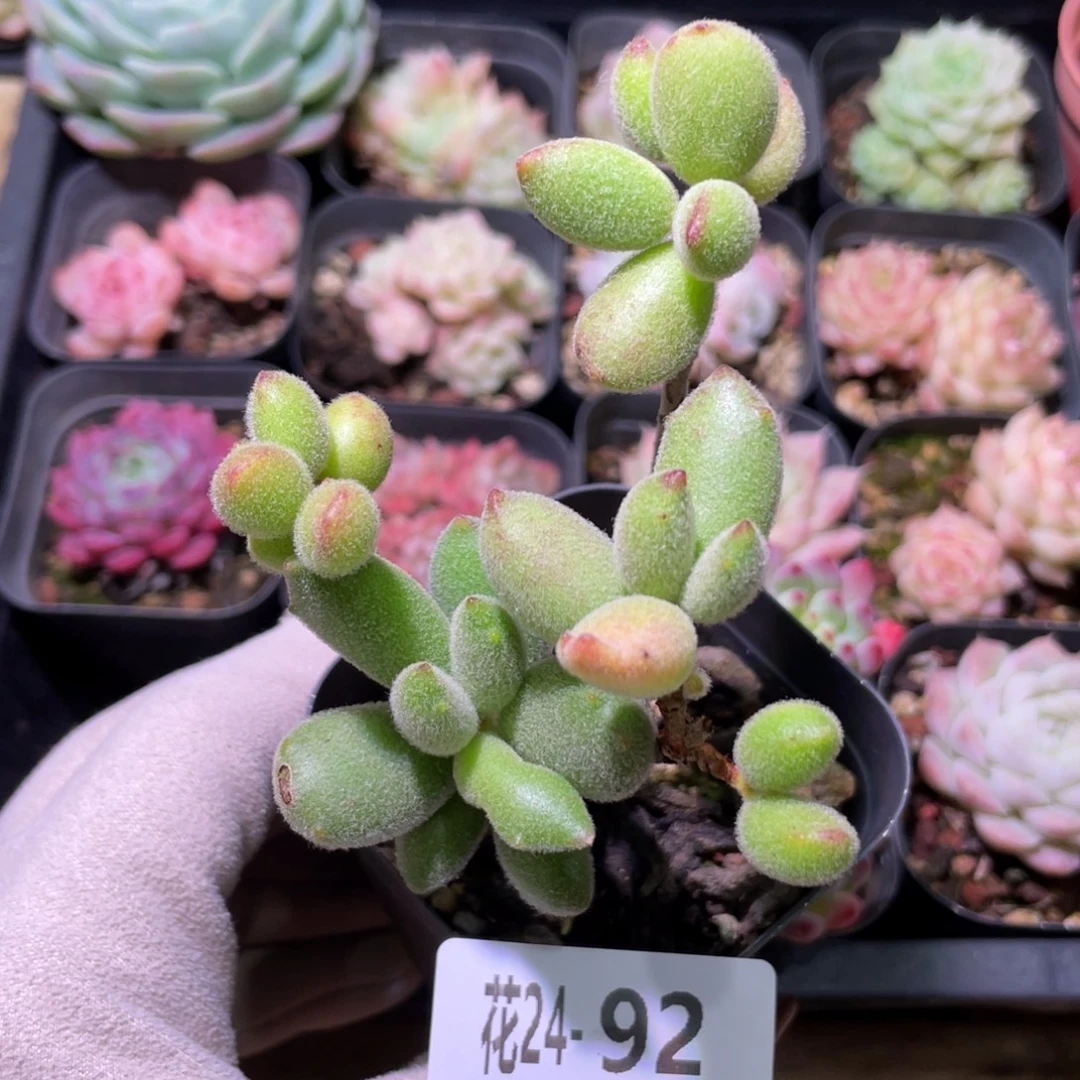 花利美24-92猫爪 不售后