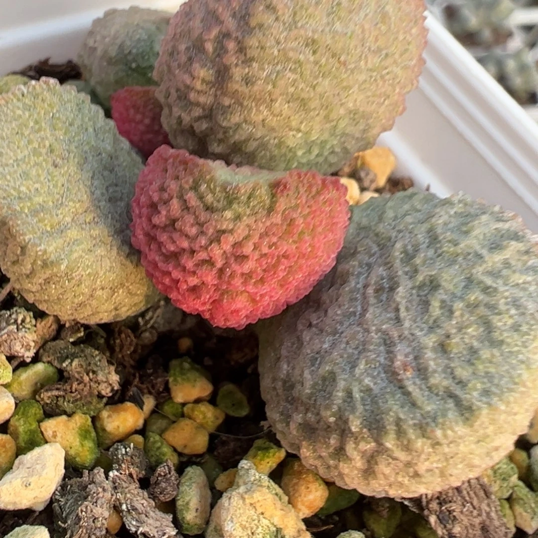 粉色款实生新品多肉植物水泡