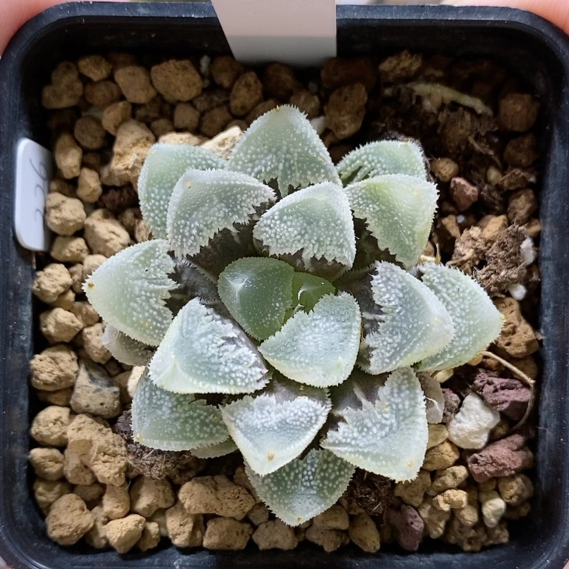 【闪购商品】84全窗白帝城