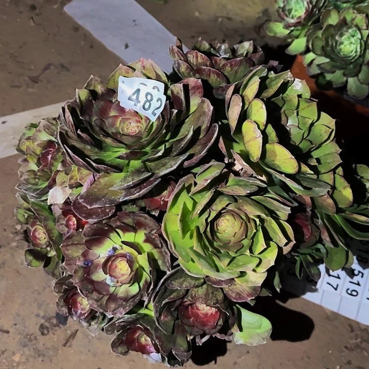 482花月夜黑拉丝多肉植物处理不售后