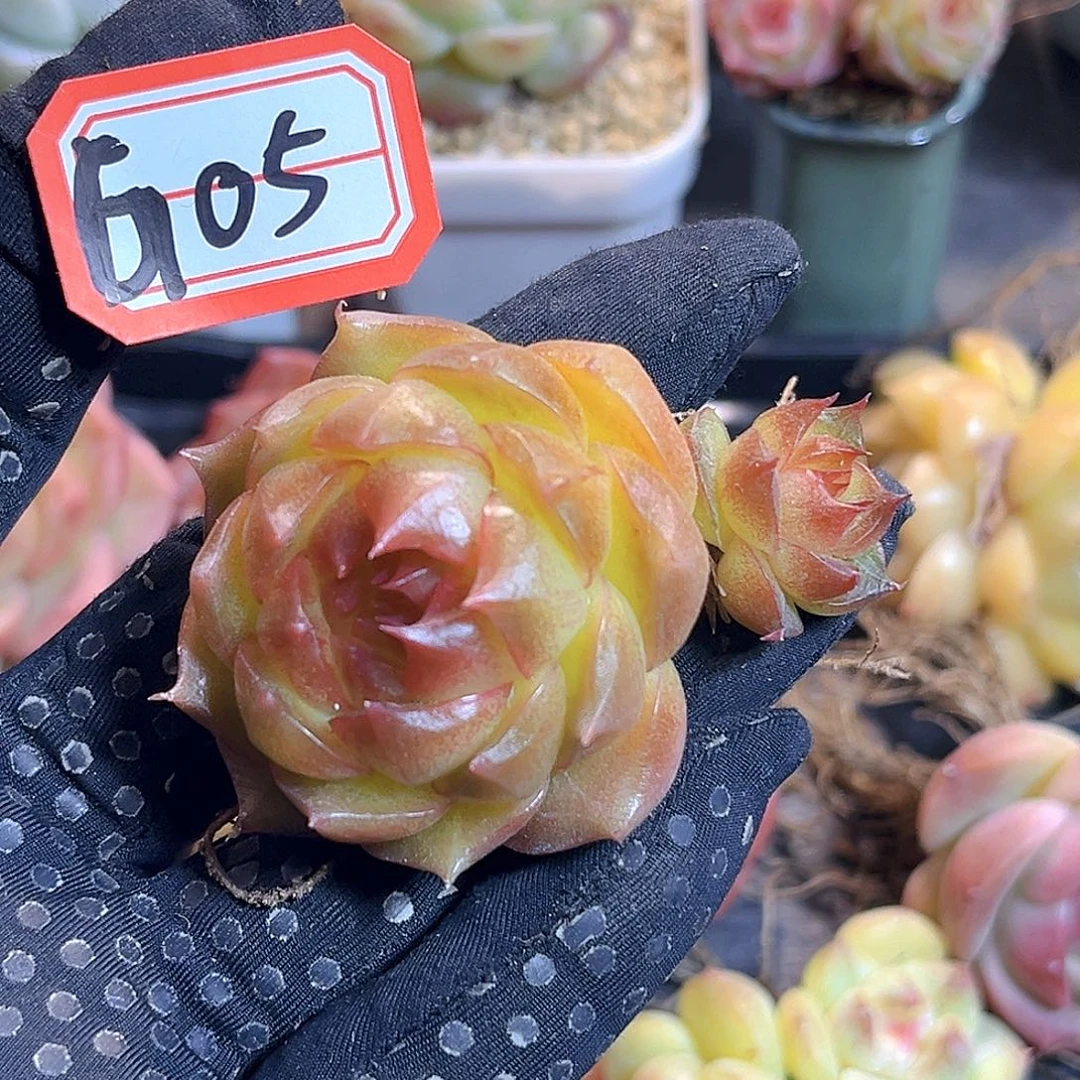G05 一物一拍 珍妮孤品