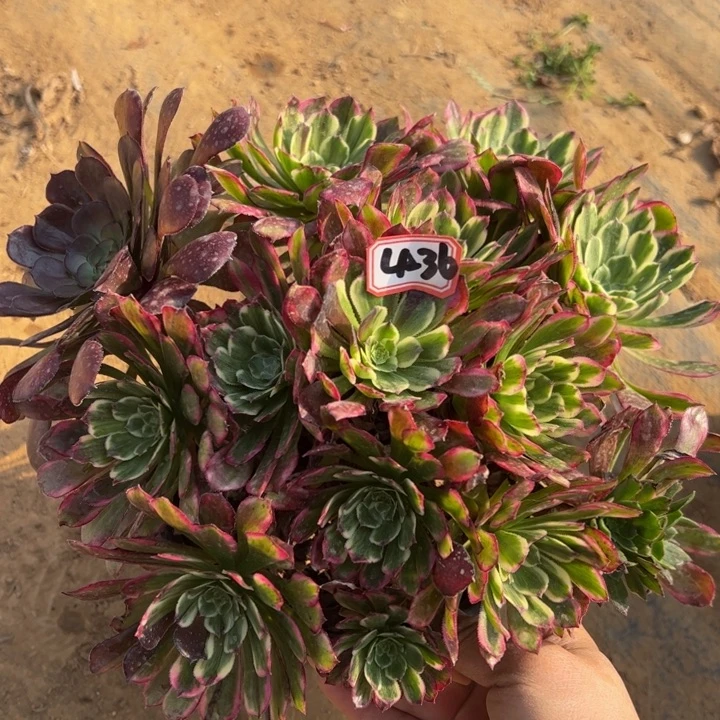 浪****2紫烟多肉植物4-36