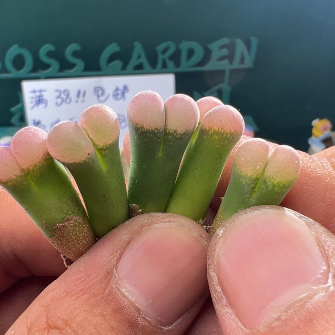 14长腿福利1089鲑鱼粉2.5年单颗量拍随机一颗