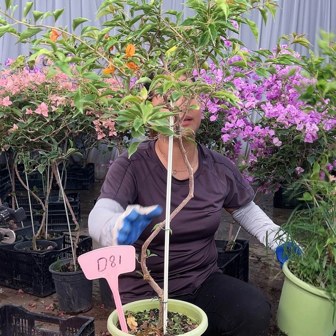 欣***1大部分花苞少量开放D81橙桑巴