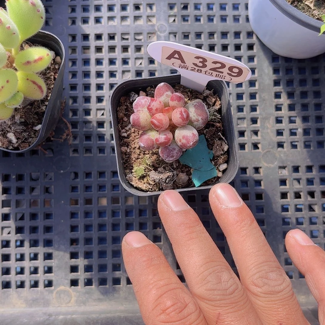 小****6A329鼓吹水泡一物一拍