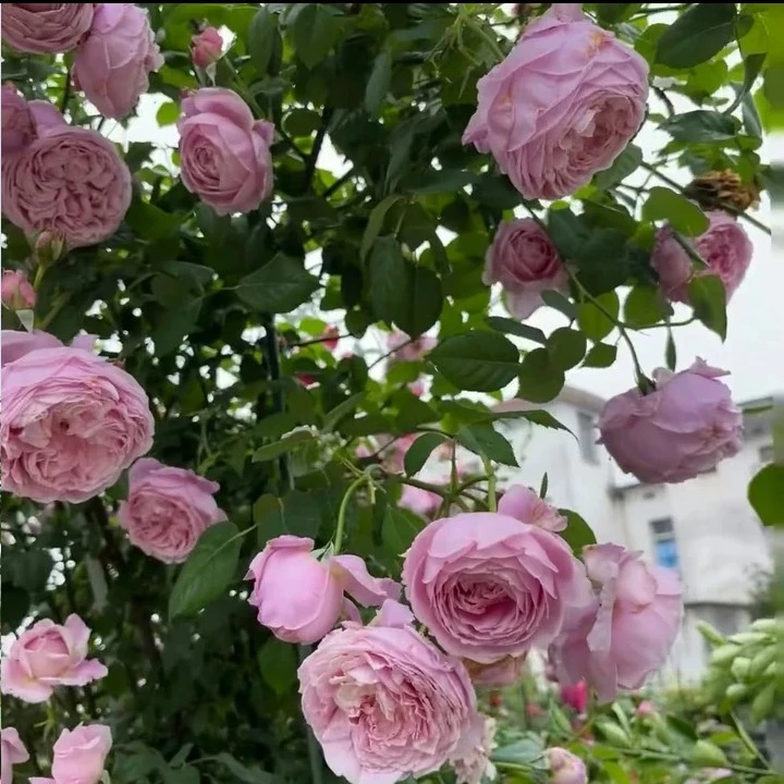 自由精神藤本月季庭院爬墙植物耐寒耐热四季开花