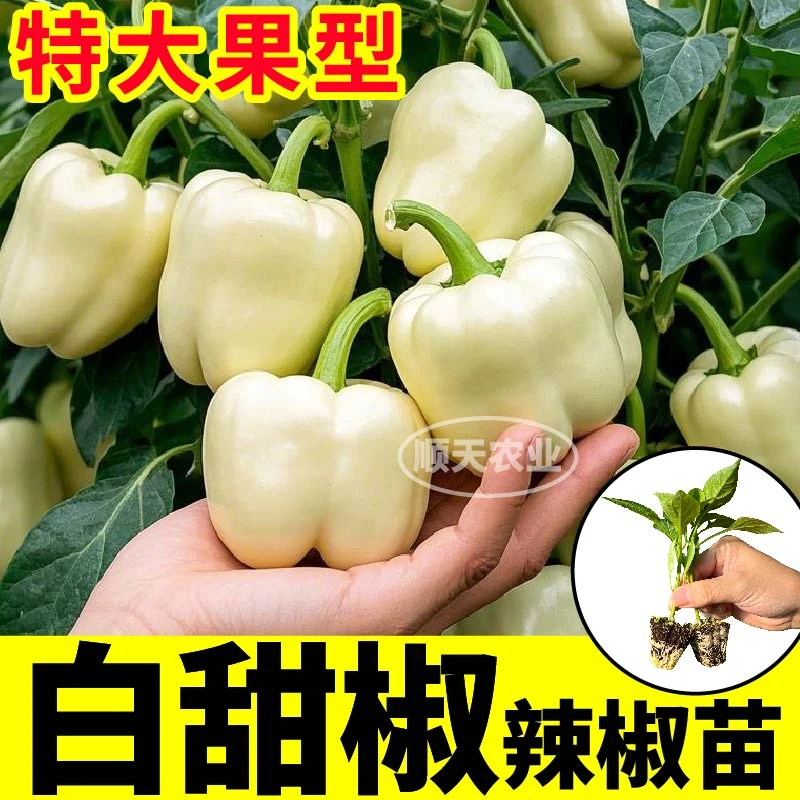 高产大果白甜椒苗秧红黄紫甜椒辣椒苗四季阳台盆栽太空椒方椒