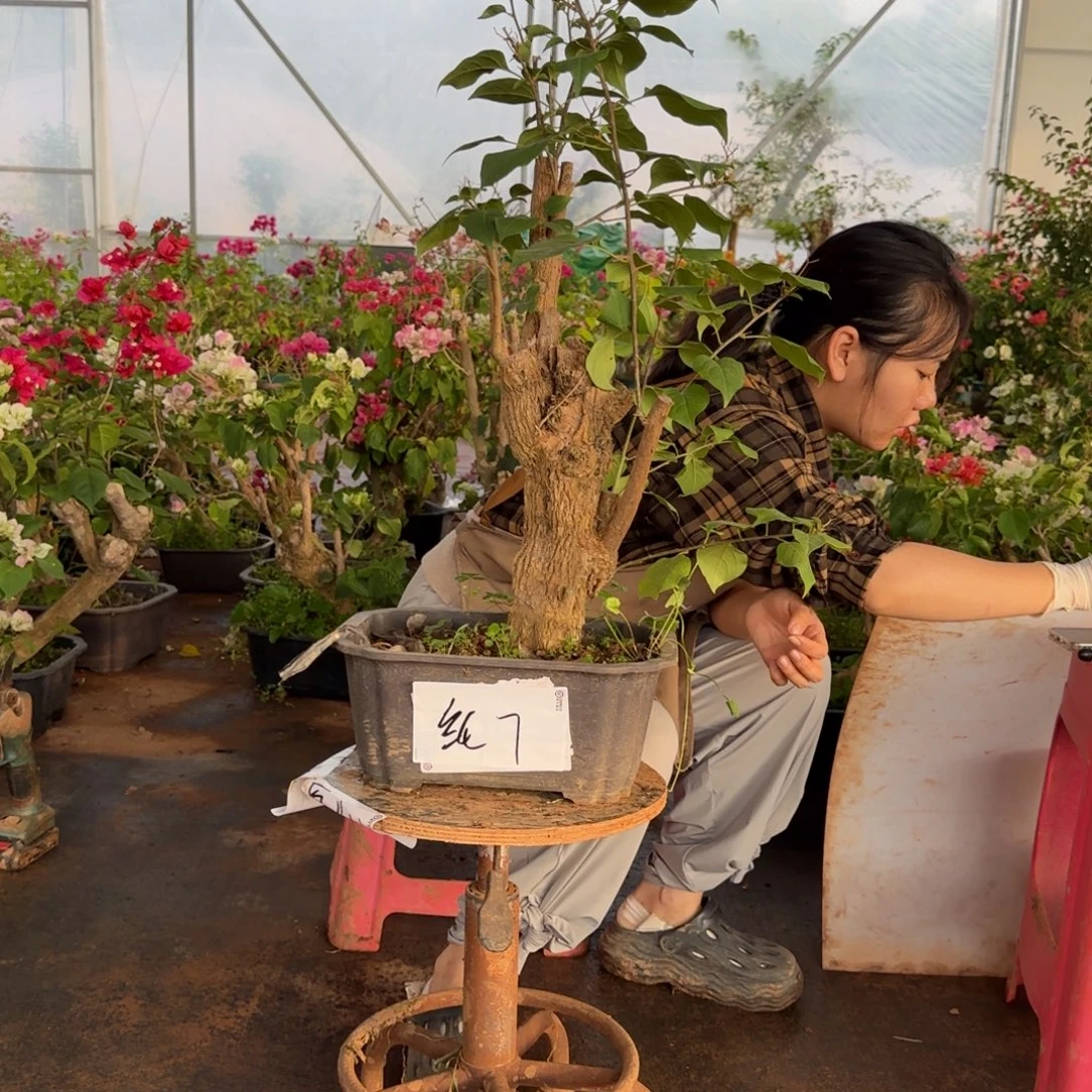 大部分花苞少量开放绿樱 7