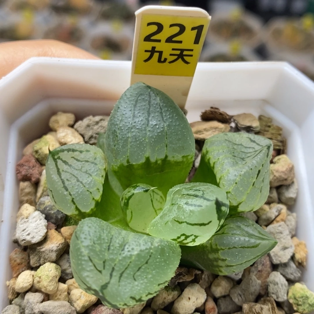 221号虞美人多肉植物