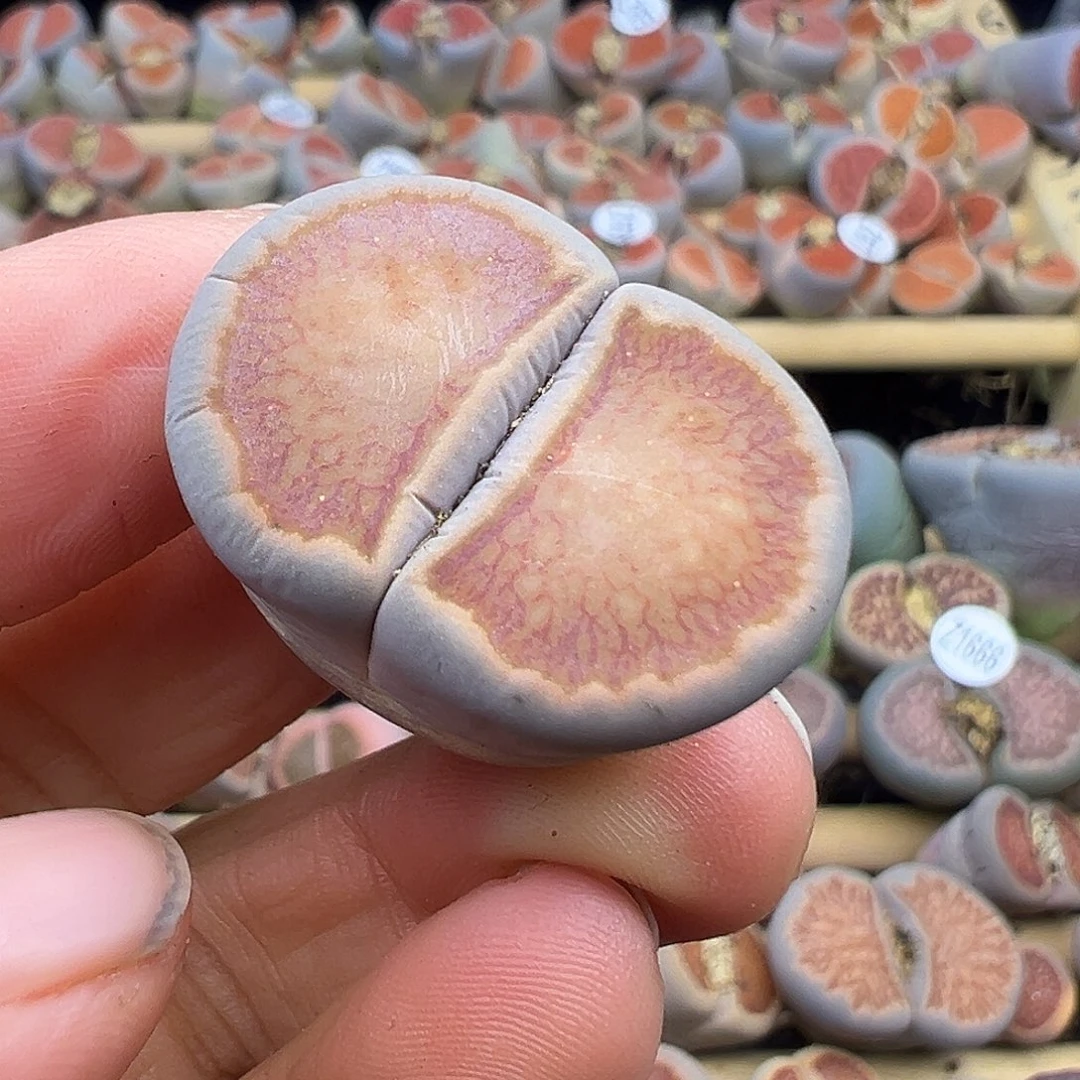 1693 清货价格不作参考