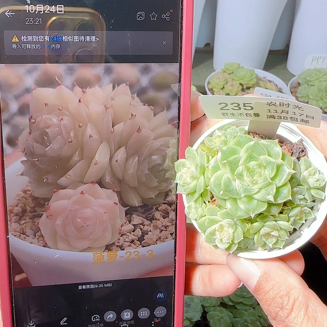 1117-235菠萝23-3麦杆