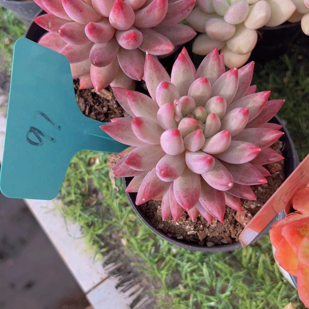 香玉的故事是一个人的故事吗