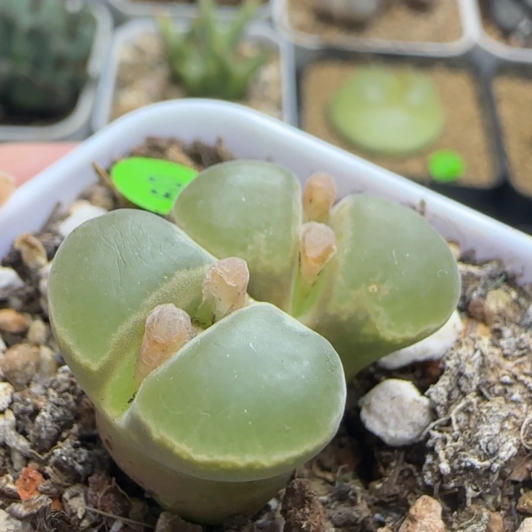 漂漂亮亮多肉植物60