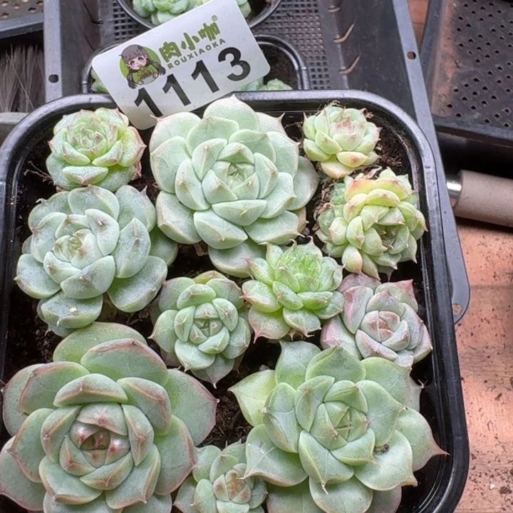 多肉植物多肉植物