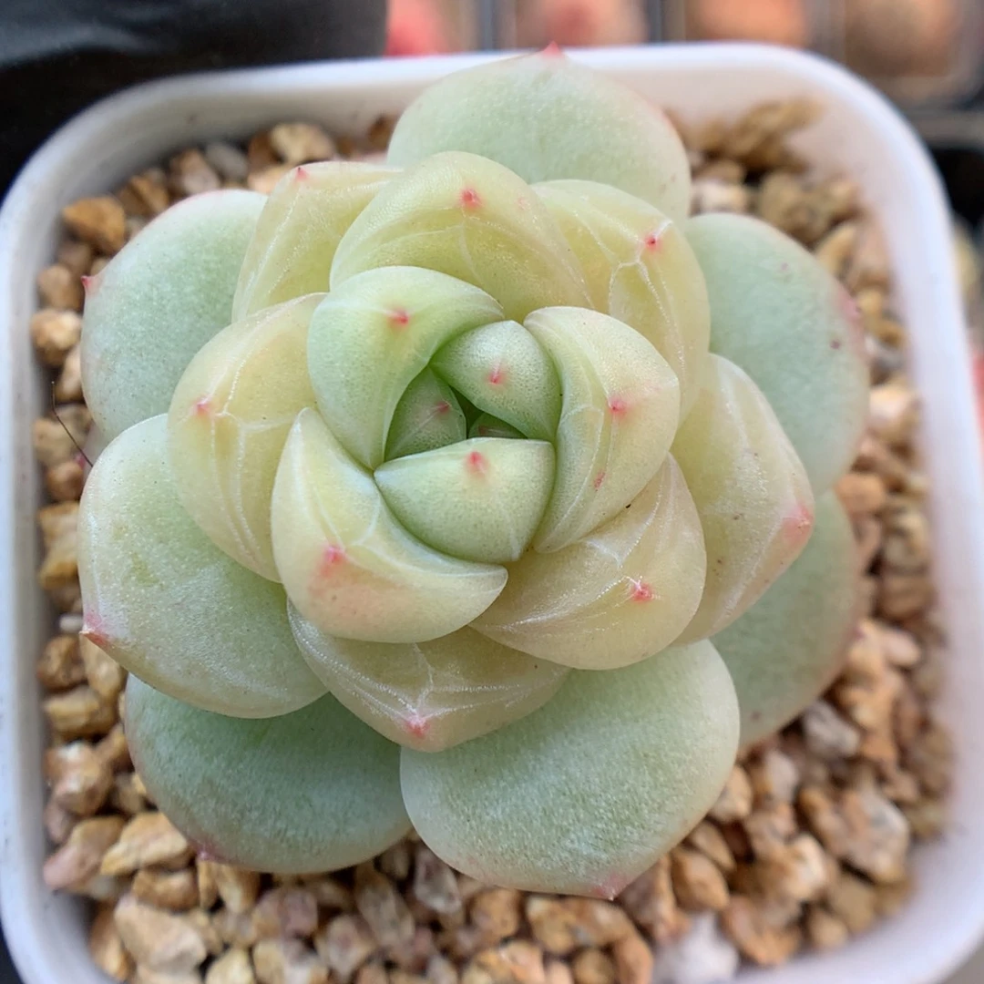 多肉植物。 糖心8