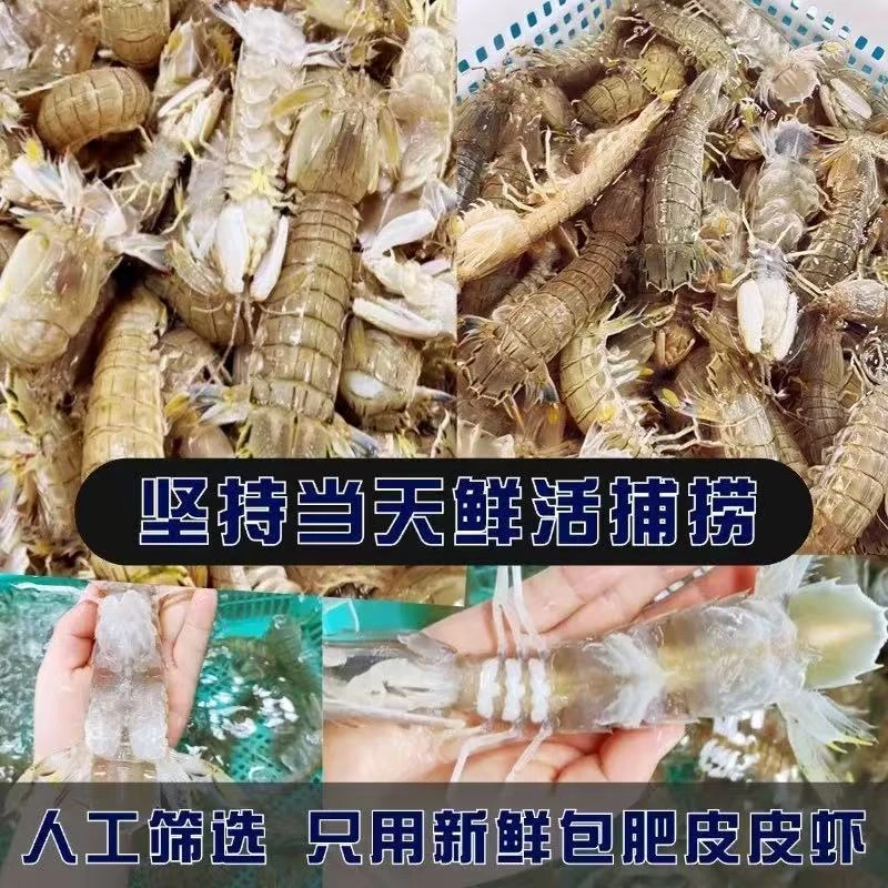 【小皮皮虾】包鲜不包活 石浦东海海捕皮皮虾新鲜