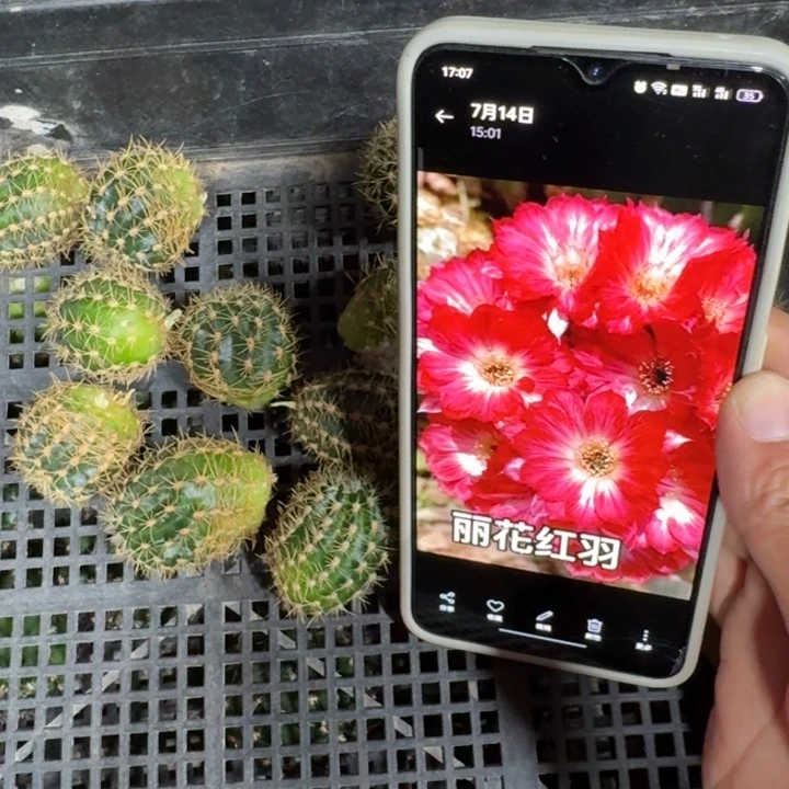 40丽花红羽歪2到3公分左右无根侧牙，20包邮