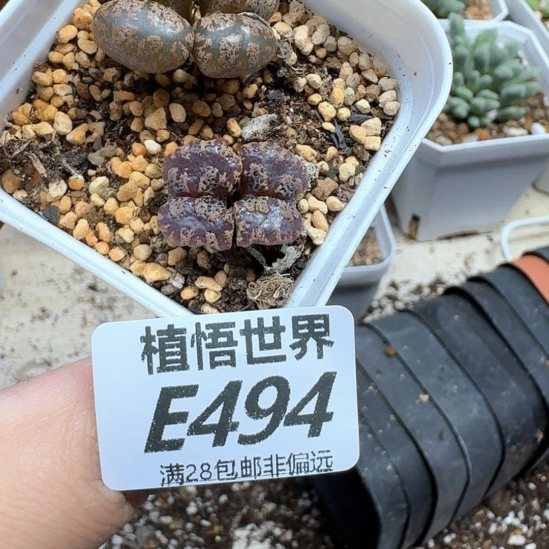 多肉植物的人生fgg