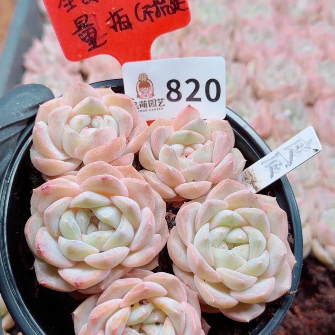 多肉植物多肉植物