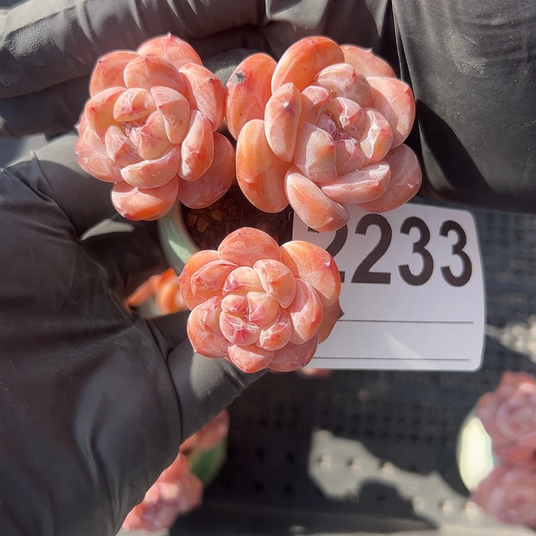 木***人2233，三头星影带盆发的