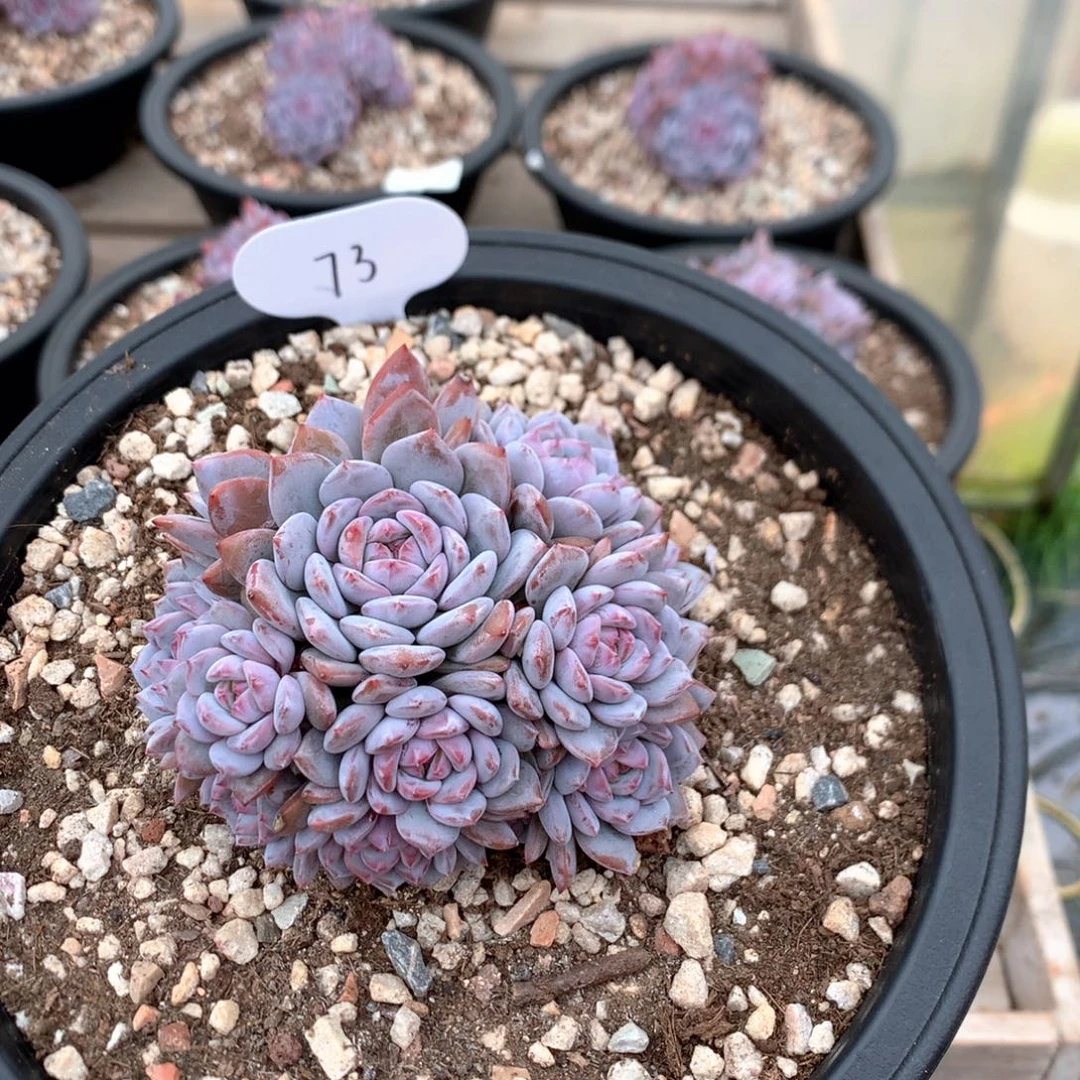 11厘米13头有砍星星橙 73