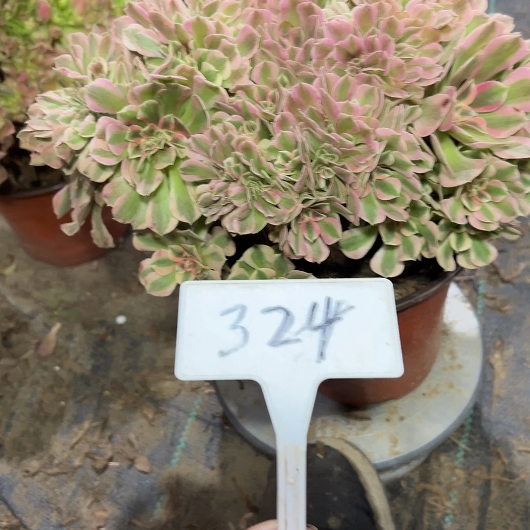 多肉植物粉女巫缀花324